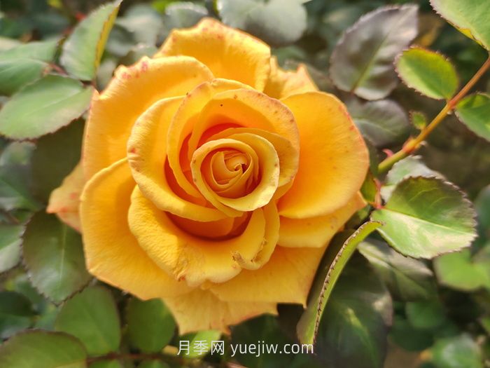 夏日賞花必入！這9款玫瑰讓花期超長(zhǎng)待機(jī)(圖2)