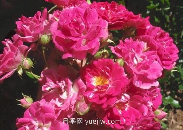 超級(jí)埃克塞爾薩月季介紹和優(yōu)缺點(diǎn)(圖1)