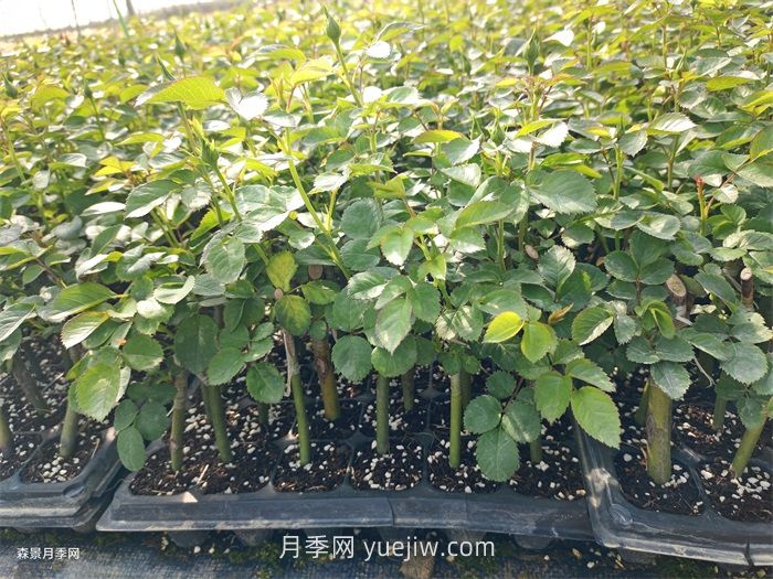 月季苗，南陽月季小苗用于全國各地的月季繁育基地(圖1)