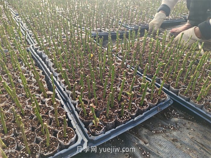 月季苗，南陽月季小苗用于全國各地的月季繁育基地(圖3)