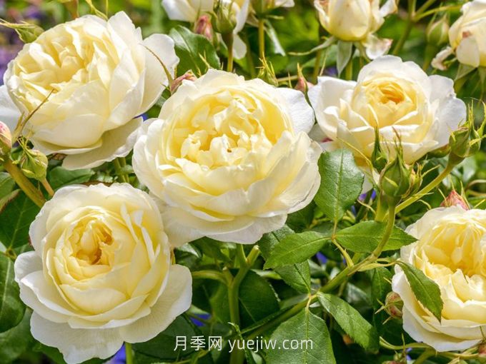 凡妮莎貝爾月季介紹和優(yōu)缺點(圖1)