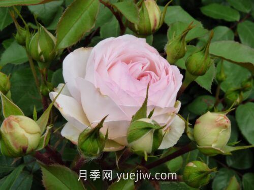 斯蒂芬妮古城堡月季介紹和優(yōu)缺點(圖1)