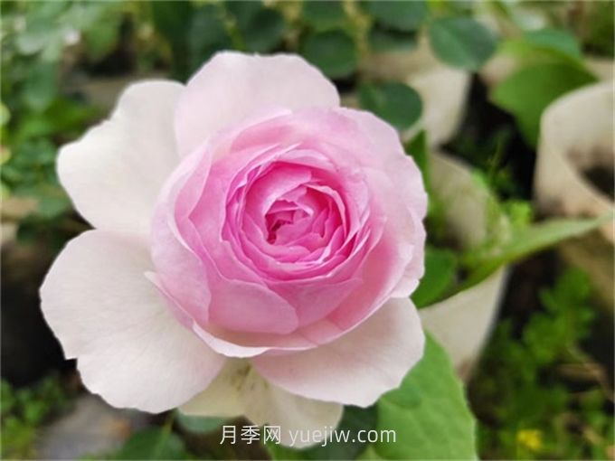  維薩里月季介紹和優(yōu)缺點(圖1)