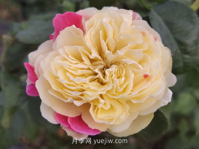 推薦88個(gè)***美月季品種，讓花友美到心醉，陶醉其中(圖1)