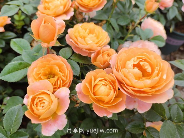 推薦88個(gè)***美月季品種，讓花友美到心醉，陶醉其中(圖2)