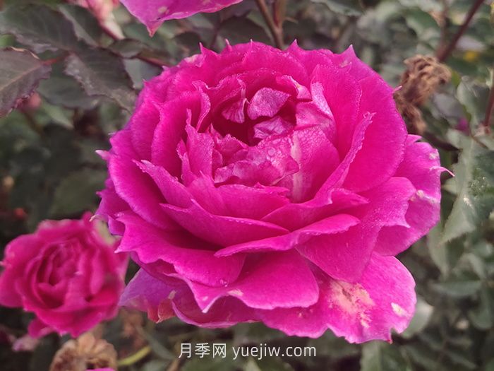 推薦88個(gè)***美月季品種，讓花友美到心醉，陶醉其中(圖3)