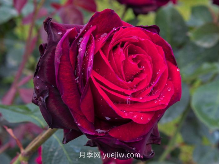 推薦88個(gè)***美月季品種，讓花友美到心醉，陶醉其中(圖4)