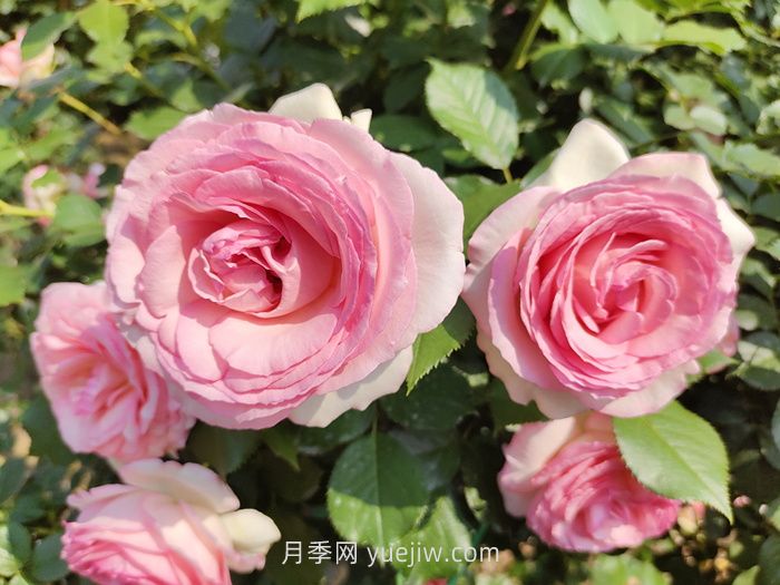 推薦88個(gè)***美月季品種，讓花友美到心醉，陶醉其中(圖7)
