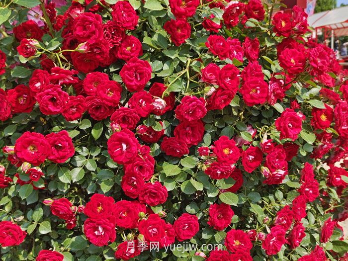 推薦88個(gè)***美月季品種，讓花友美到心醉，陶醉其中(圖9)