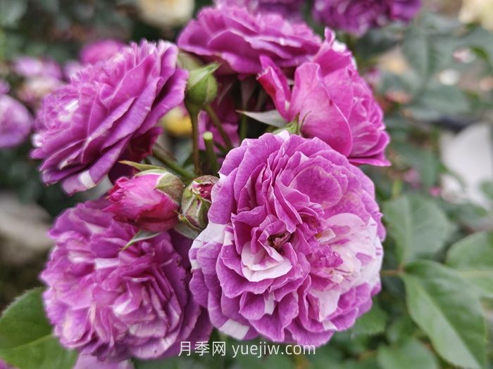 推薦88個(gè)***美月季品種，讓花友美到心醉，陶醉其中(圖11)