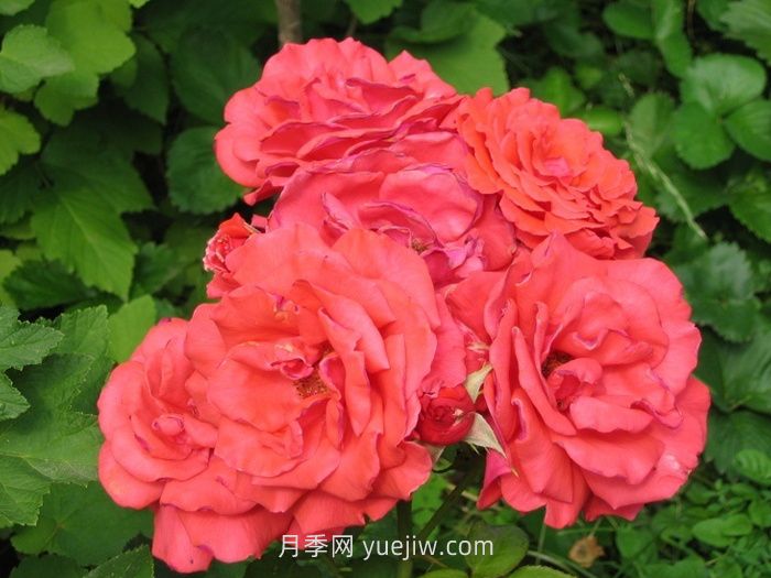 盤點(diǎn)11個(gè)強(qiáng)香的月季品種，個(gè)個(gè)打滿分(圖2)