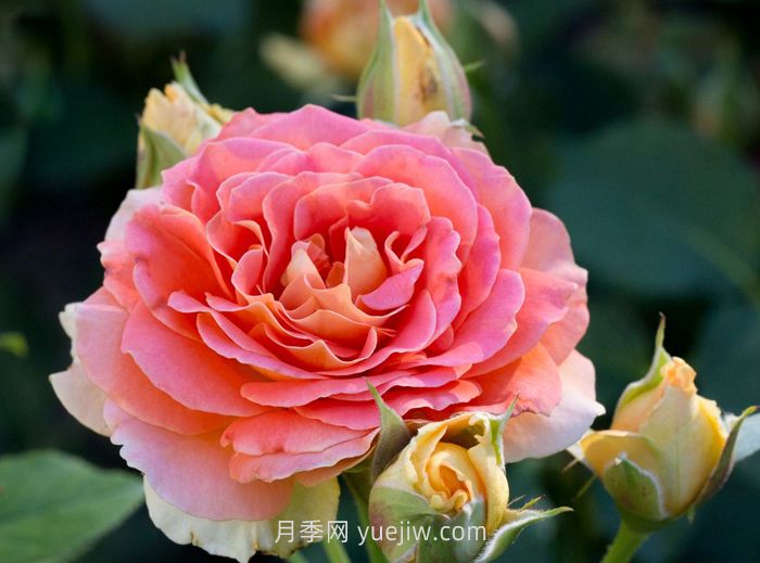 永遠的艾帕索月季和銅管樂隊月季哪個更好？(圖2)