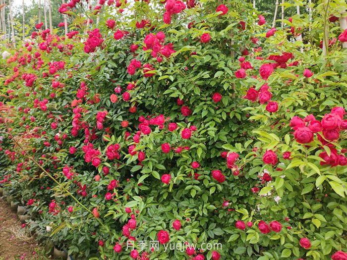 紅木香月季盆栽還是地栽好？(圖1)