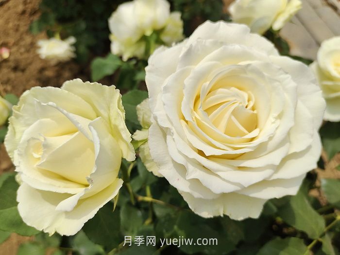 什么是切花月季？切花有哪些品種?(圖3)