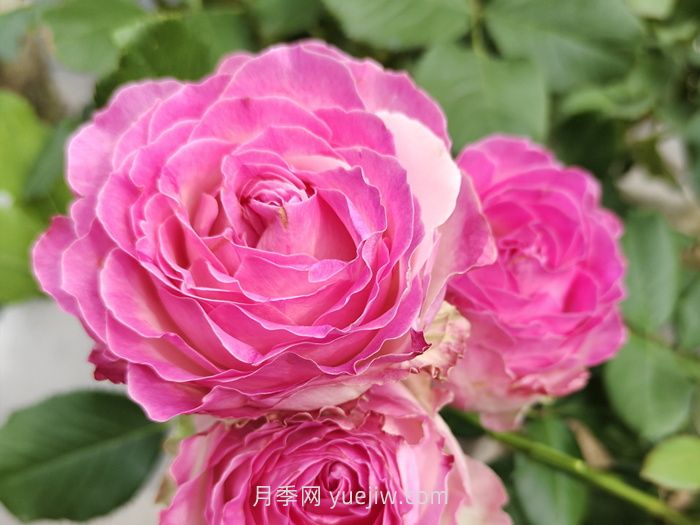 什么是切花月季？切花有哪些品種?(圖2)