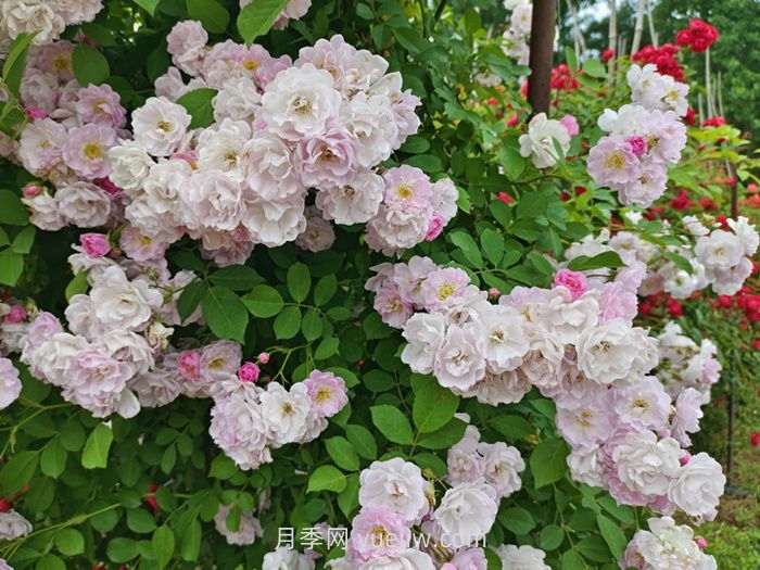 薔薇花什么時候開花，花期有多久？(圖1)