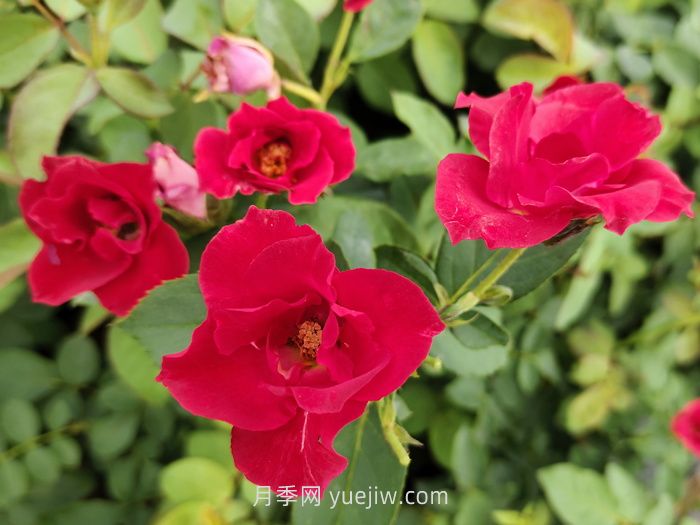 薔薇花是春天開花還是夏天開花？(圖1)