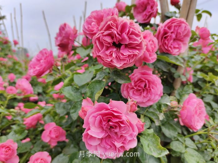 推薦適合陽臺(tái)種植的藤本月季品種(圖3)
