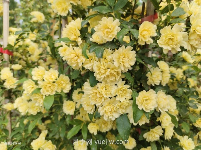 黃木香多久可以開花？黃木香怎樣才能多開花呢？(圖2)