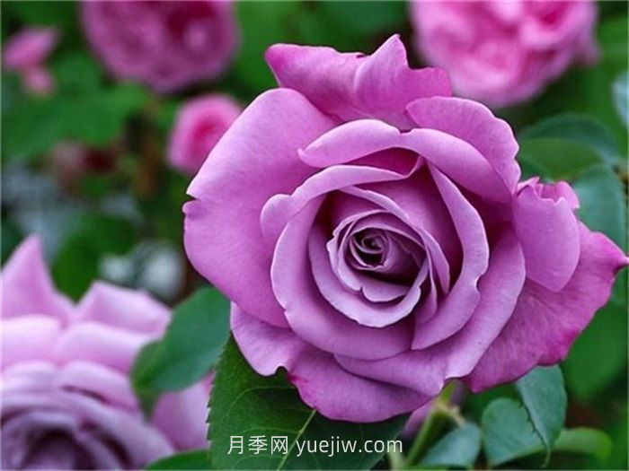 紫色月季花有哪些品種？(圖5)