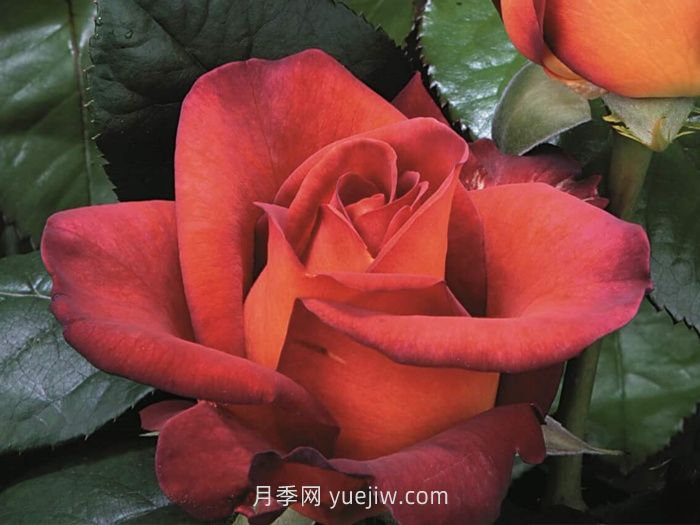 橙色月季哪個品種花大？(圖3)