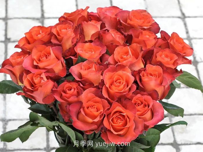 咖啡時間月季/休憩/咖啡突破(圖2)