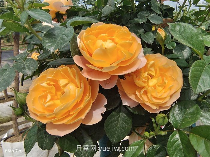 適合安徽種植的四季月季品種有哪些？(圖1)