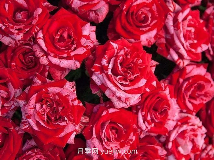 21朵玫瑰花的花語(yǔ)是什么？(圖1)