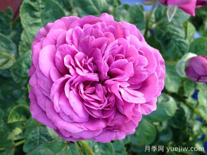 完美的李子月季/梅子色完美月季(圖3)