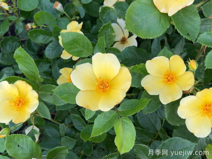 姍姍而來月季/溫柔的托特琳月季(圖2)