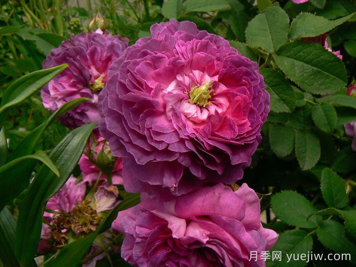 克雷西美人月季介紹和優(yōu)缺點(圖1)