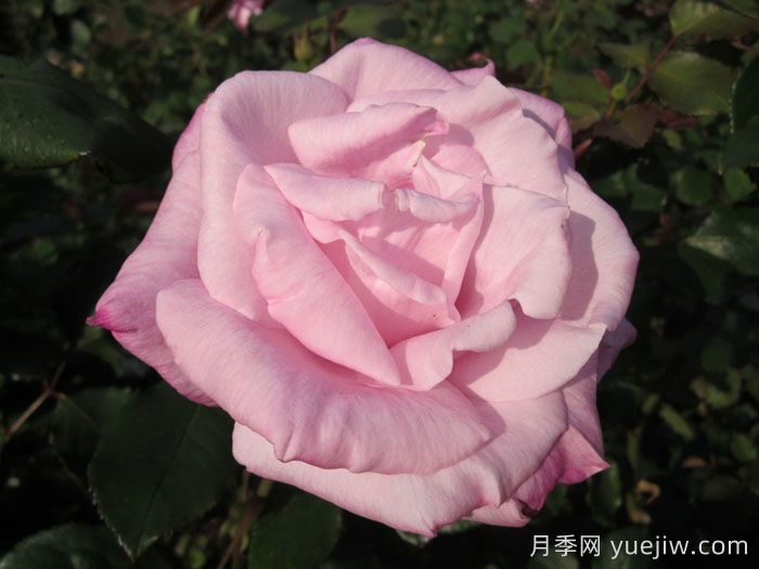桃香月季/香桃月季(圖1)