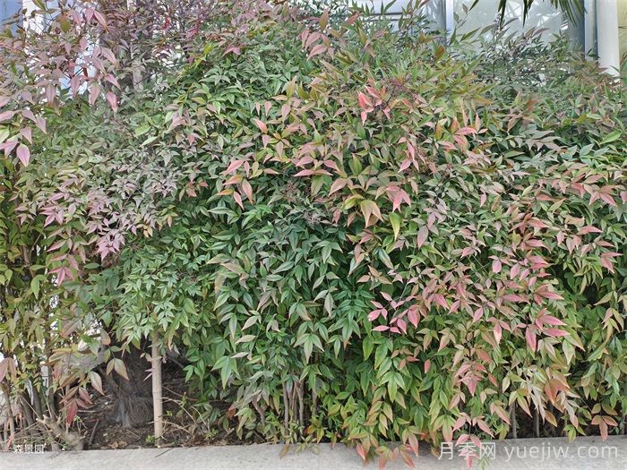 50種常見花卉綠植的養(yǎng)護(hù)指南(圖2)