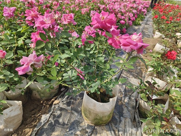 如何在夏季提升月季苗栽植成活率？(圖1)