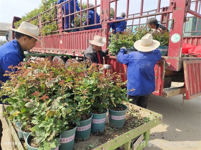 如何在夏季提升月季苗栽植成活率？(圖3)