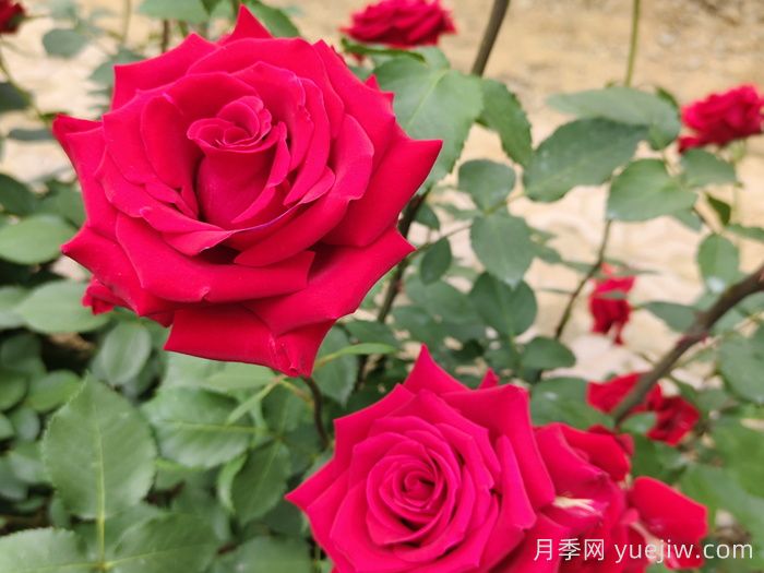 花卉苗木專業(yè)術(shù)語知識點(圖1)
