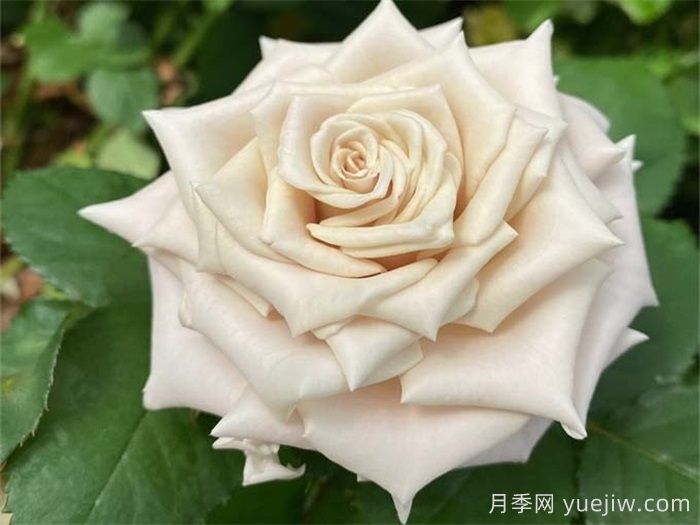條件有限，適合陽臺的12款月季(圖4)