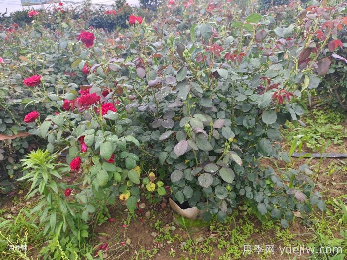 ?夏天月季黑桿怎么救？(圖1)