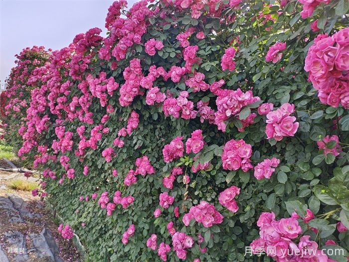 夏天可以給藤本月季塑型嗎？(圖1)