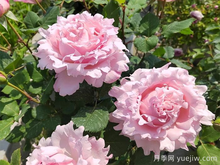 索菲羅莎月季有什么優(yōu)點和缺點？(圖1)