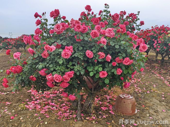 月季怎么養(yǎng)才長(zhǎng)得好？按照這4點(diǎn)來做(圖1)