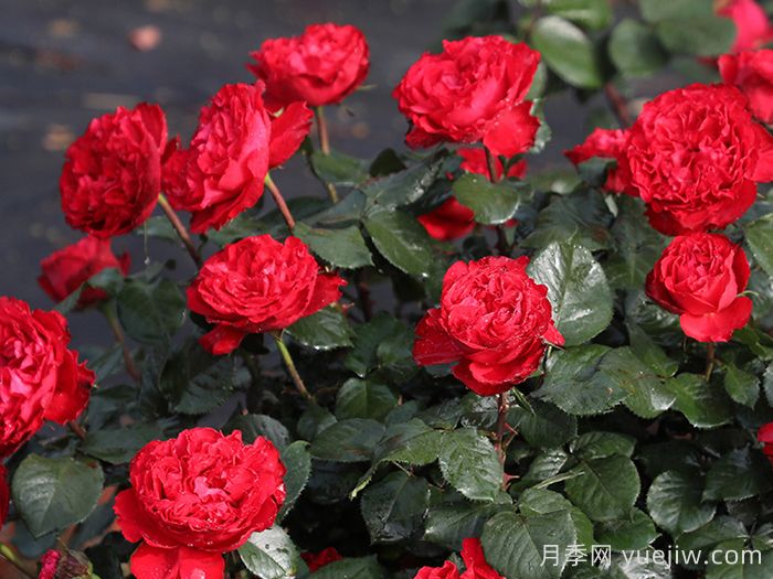 茶花女月季枝條刺很多嗎？(圖1)