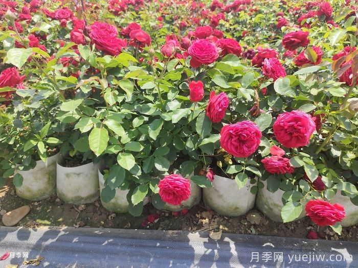 月季夏季管理養(yǎng)護(hù)重點(diǎn)注意事項(xiàng)(圖2)