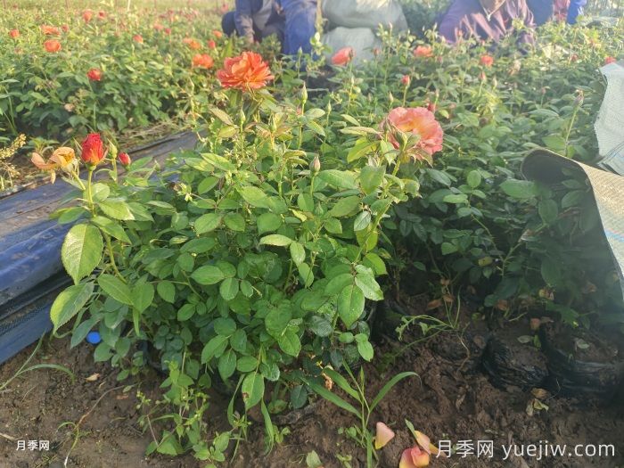 月季黑斑了，黑斑病怎么治呢？(圖1)