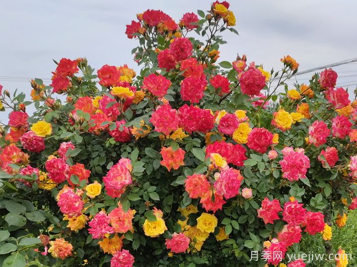  藤彩虹月季一年開幾次花？(圖1)