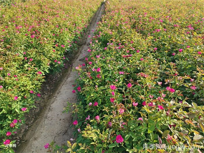 7月入伏盛夏期間月季怎么養(yǎng)？夏季養(yǎng)好秋季爆花(圖2)