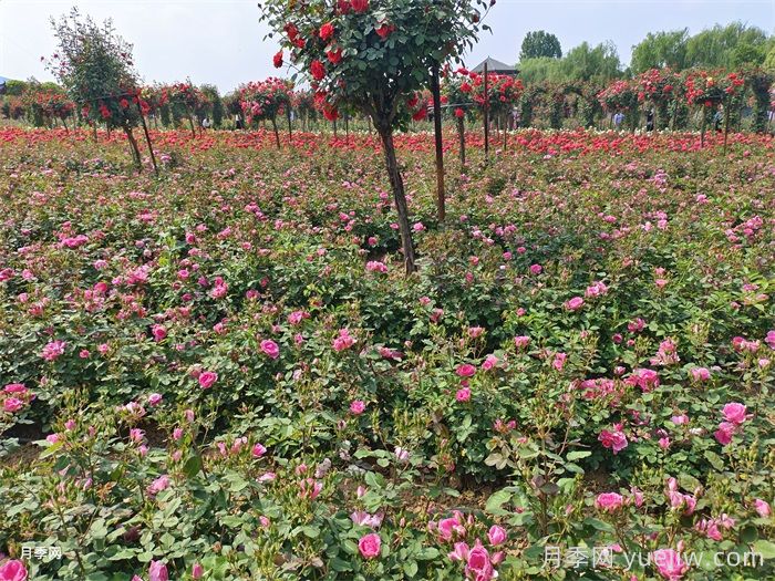 7月入伏盛夏期間月季怎么養(yǎng)？夏季養(yǎng)好秋季爆花(圖3)