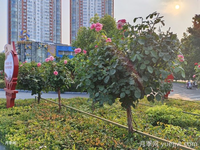7月入伏盛夏期間月季怎么養(yǎng)？夏季養(yǎng)好秋季爆花(圖4)