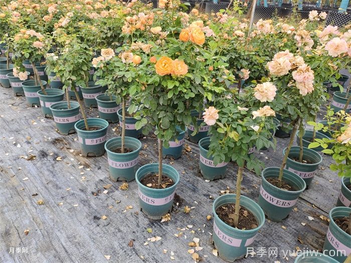 夏天養(yǎng)護月季的6個關鍵事項(圖1)