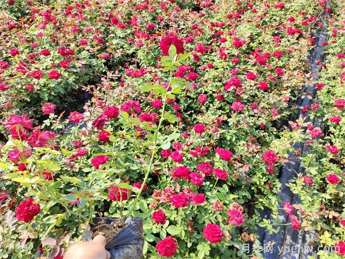 夏天養(yǎng)護月季的6個關鍵事項(圖2)